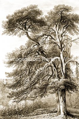 Tree Clip Art 1 - Scotch Fir Tree