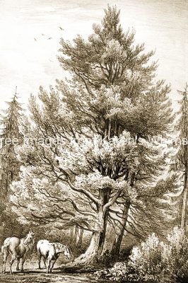 Tree Clip Art 11 Weymouth Pine