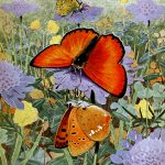 Butterflies On Flowers 10 Scarce Copper