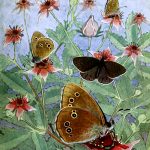 Butterflies On Flowers 19 Ringlet
