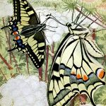 Butterflies On Flowers 4 Old World Swallowtail