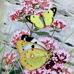 Butterflies On Flowers 7 Pale Clouded Yellow