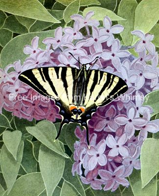 Butterflies On Flowers 1 Scarce Swallowtail