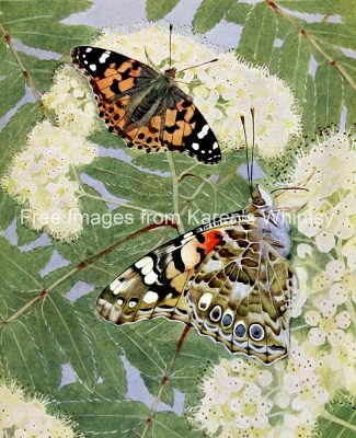 Butterflies On Flowers 11 Painted Lady