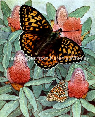 Butterflies On Flowers 14 Niobe Fritillary
