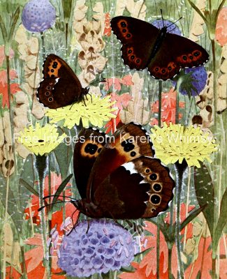 Butterflies On Flowers 2 Arran Brown