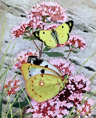 Butterflies On Flowers 7 Pale Clouded Yellow