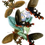 Butterfly Images 2