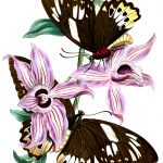 Butterfly Images 7