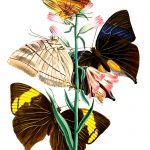 Butterfly Images 8