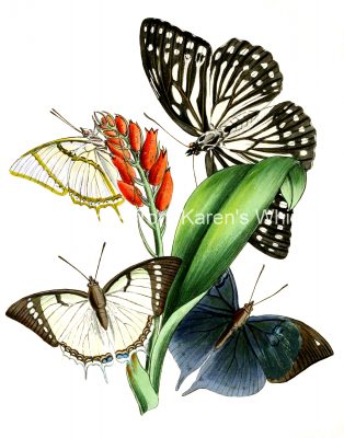 Butterfly Images 1