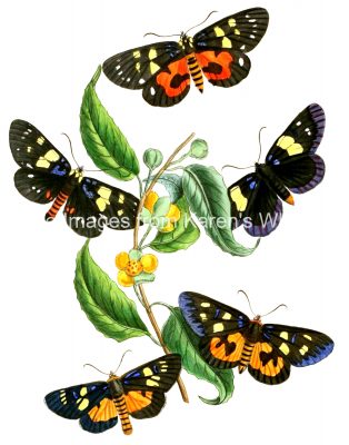 Butterfly Images 11