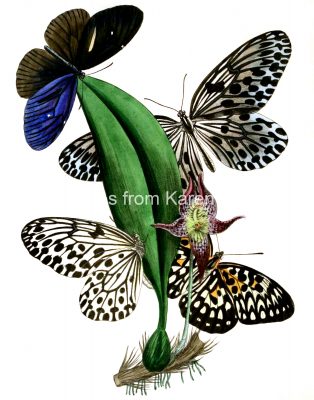 Butterfly Images 12