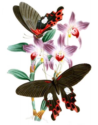 Butterfly Images 3