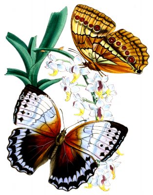 Butterfly Images 4