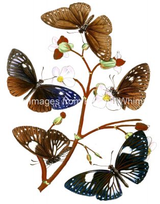 Butterfly Images 5