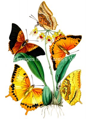 Butterfly Images 9
