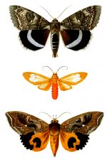 Butterflies And Moths 1