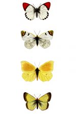 Butterflies And Moths 10