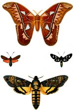 Butterflies And Moths 11