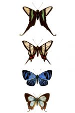 Butterflies And Moths 12