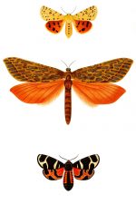 Butterflies And Moths 2