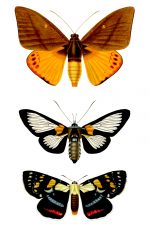 Butterflies And Moths 3