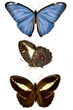 Butterflies And Moths 4