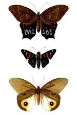 Butterflies And Moths 5