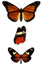 Butterflies And Moths 6