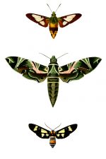 Butterflies And Moths 7