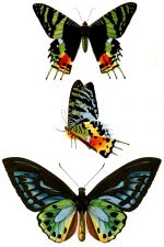 Butterflies And Moths 9
