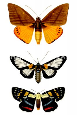 Butterflies And Moths 3