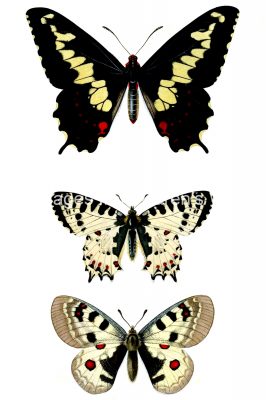 Butterflies And Moths 8