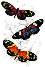 Beautiful Butterflies 10