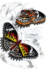 Beautiful Butterflies 12