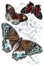 Beautiful Butterflies 13