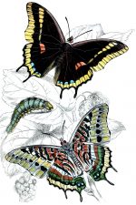 Beautiful Butterflies 14