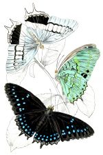 Beautiful Butterflies 15