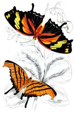 Beautiful Butterflies 17