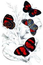 Beautiful Butterflies 18