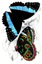 Beautiful Butterflies 19