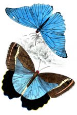 Beautiful Butterflies 20