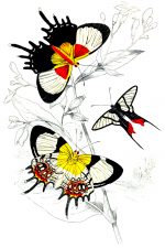Beautiful Butterflies 21