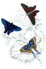 Beautiful Butterflies 22