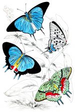Beautiful Butterflies 23