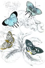 Beautiful Butterflies 24
