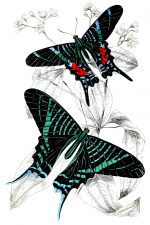 Beautiful Butterflies 26