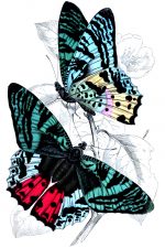 Beautiful Butterflies 27