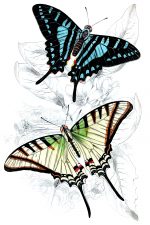 Beautiful Butterflies 3